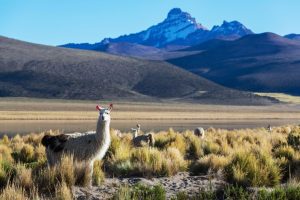 Unlimited Windows Hosting In Bolivia