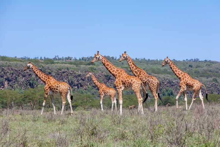 Unlimited Windows Hosting in Kenya